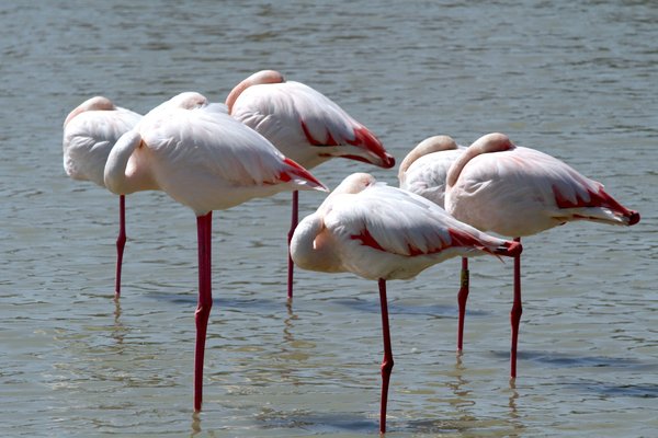 Où observer les oiseaux rares dans les marais de Camargue?
